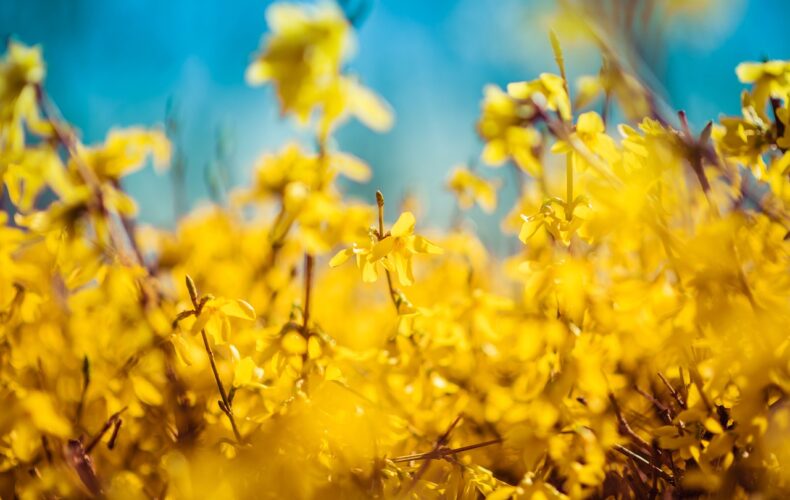 Hjerte øreringe: Smykketrenden der stjæler alles hjerter